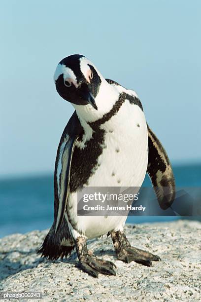 south africa, cape peninsula, jackass penguin - cape peninsula stock pictures, royalty-free photos & images