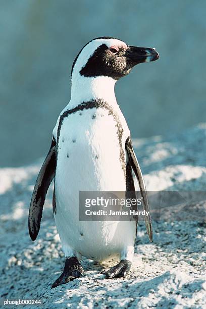 south africa, cape peninsula, jackass penguin - cape peninsula bildbanksfoton och bilder
