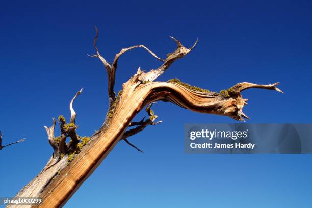 california, yosemite national park, dead tree - plant condition stockfoto's en -beelden
