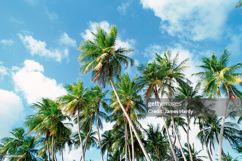 Palm grove