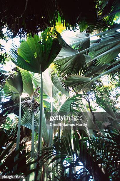 seychelles, praslin island, nature reserve - 植物の状態 ストックフォトと画像