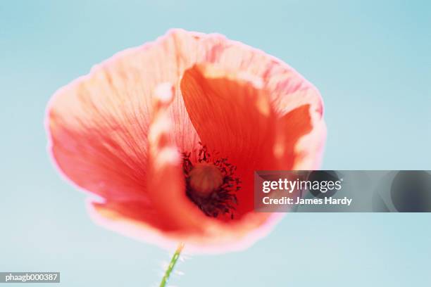 poppy - ranunculales stock pictures, royalty-free photos & images