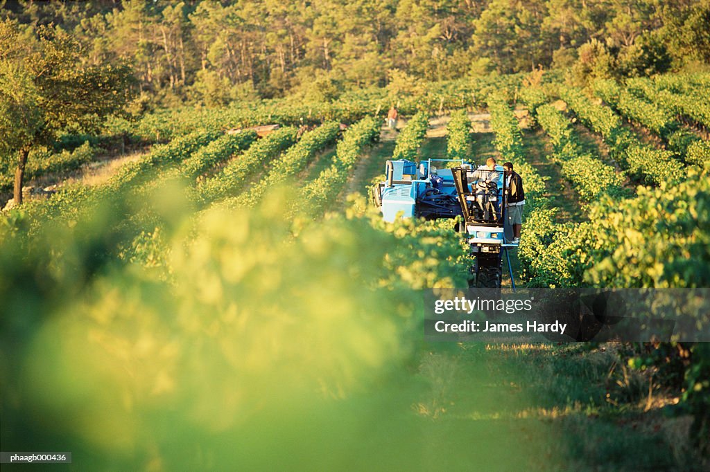 Grape harvest