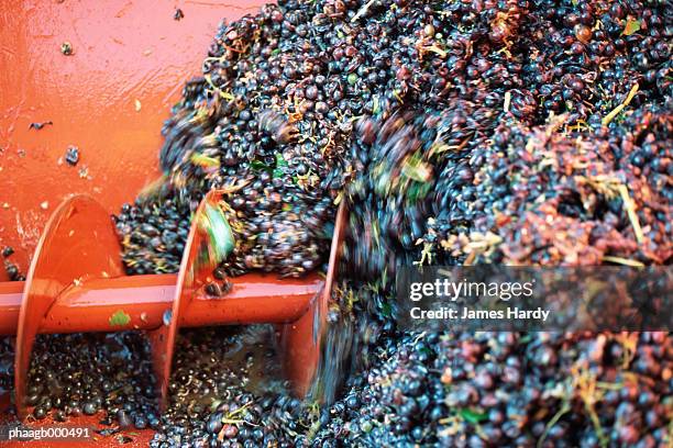 harvested grapes - schiacciato foto e immagini stock
