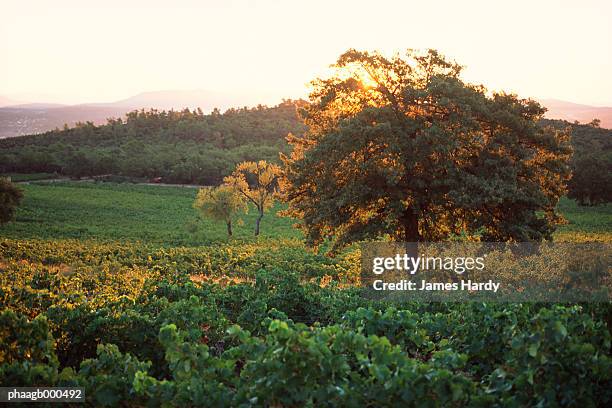 vineyard - 植物の状態 ストックフォトと画像