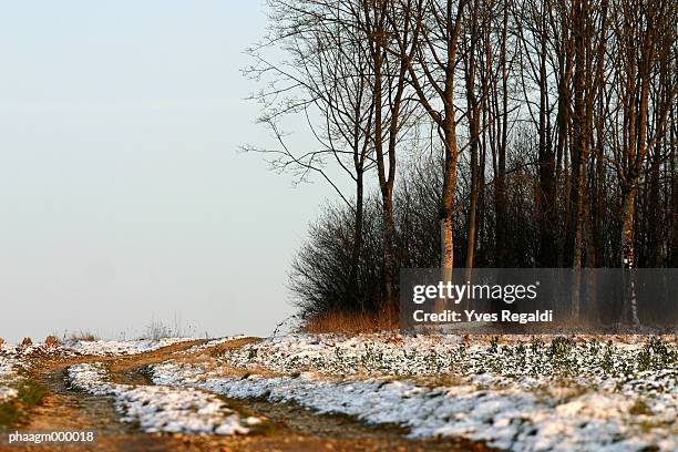 france, jura, trees and patches of snow on field - yves stock pictures, royalty-free photos & images