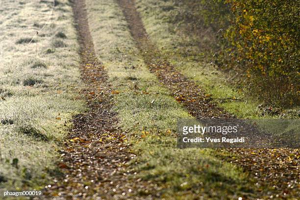 france, jura, rural path in autumn - yves stock pictures, royalty-free photos & images