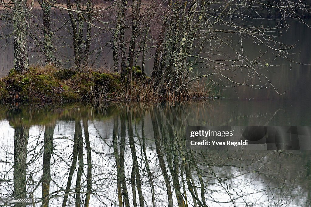 France, Jura, trees and pond in winter