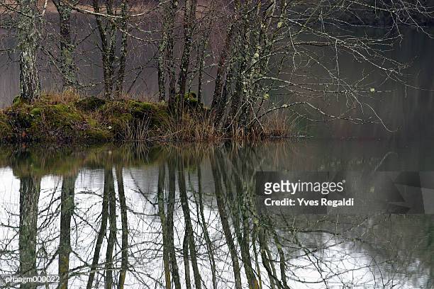 france, jura, trees and pond in winter - yves stock pictures, royalty-free photos & images