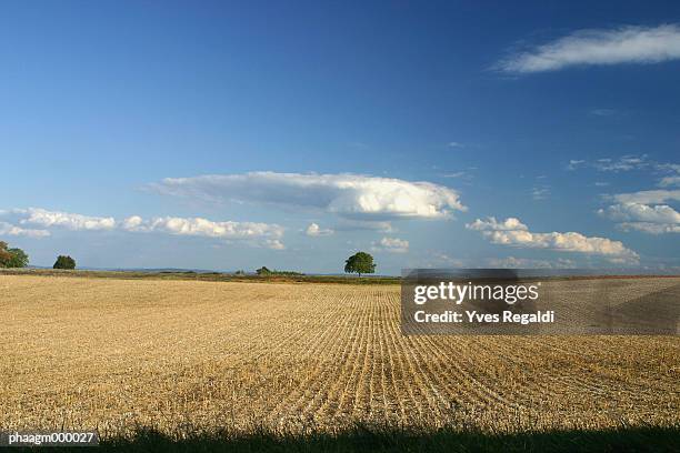 france, jura, wheat field - entorno de flora fotografías e imágenes de stock