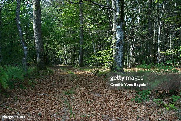 france, jura, chaux forest - yves stock pictures, royalty-free photos & images