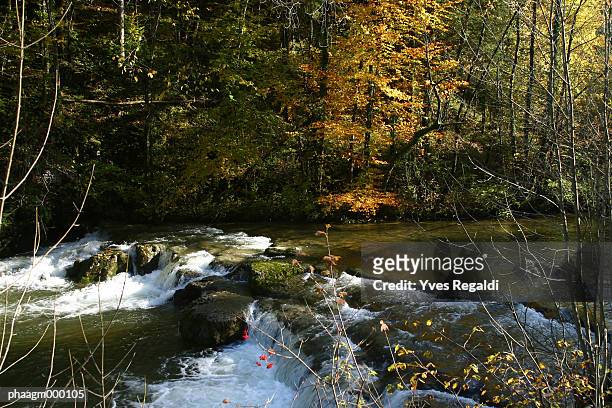 france, jura, stream - flora condition stock pictures, royalty-free photos & images