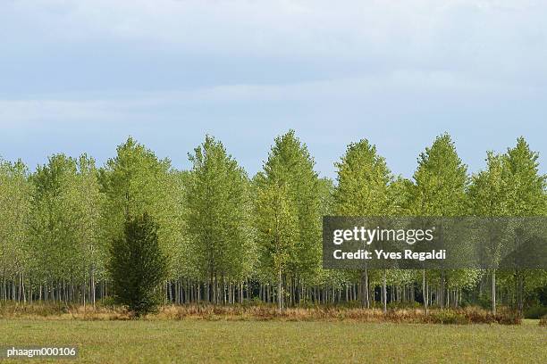 poplar trees - plant condition stockfoto's en -beelden