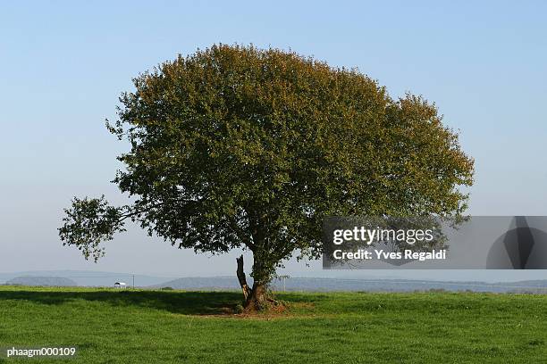 lone tree in field - yves stock pictures, royalty-free photos & images