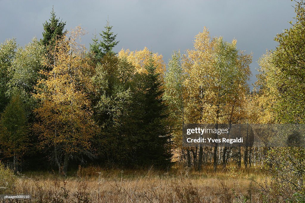 France, Jura, woods in autumn