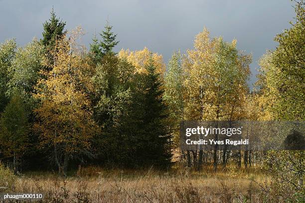france, jura, woods in autumn - yves stock pictures, royalty-free photos & images