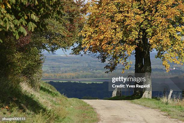 france, jura, rural road in autumn - flora condition stock pictures, royalty-free photos & images