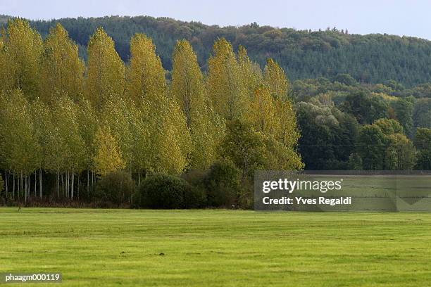 france, jura, poplars and meadow - yves stock pictures, royalty-free photos & images