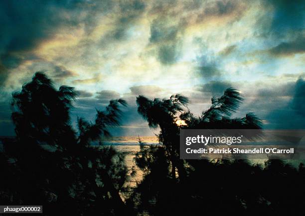 trees silhouetted in front of seascape - carroll photos et images de collection