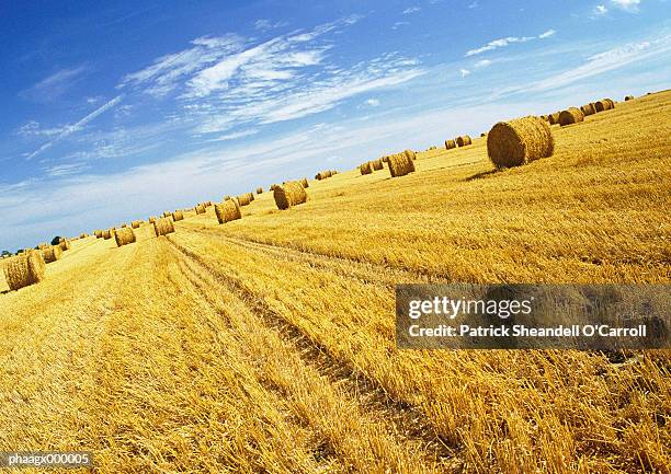 bales of hay in field - hay fotografías e imágenes de stock