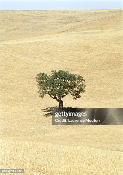 italy, sicily, olive tree in field - laurence foto e immagini stock