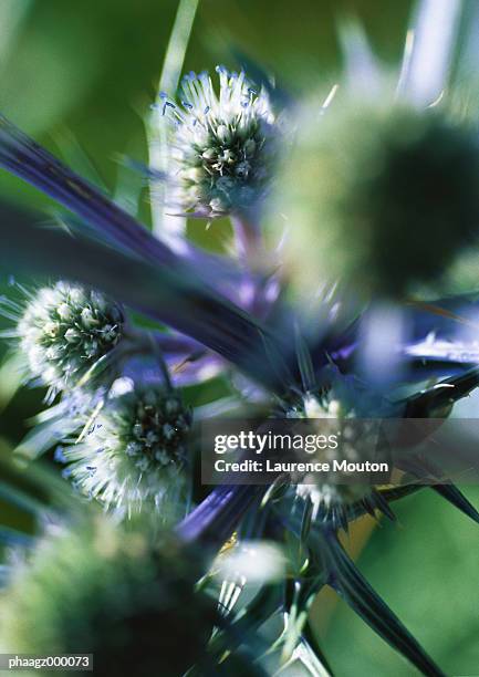 thistle, close-up - mouton stock pictures, royalty-free photos & images