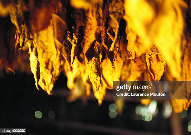 cuba, havana, tobacco leaves hanging to dry - タバコ葉 ストックフォトと画像