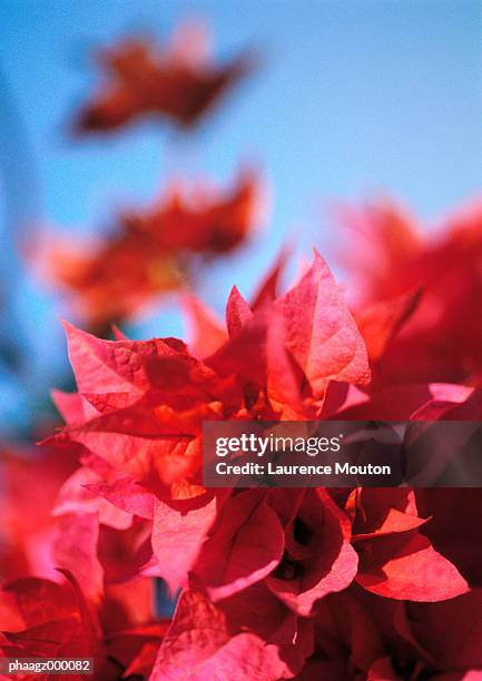 bougainvillea - mouton stock pictures, royalty-free photos & images