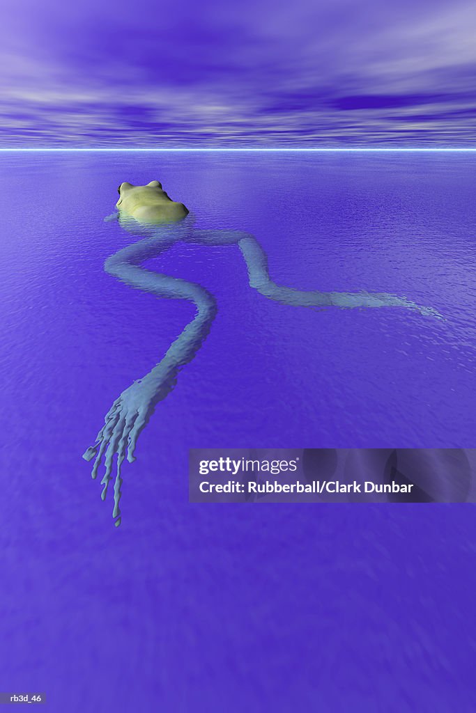 An elongated frog swims in calm blue water