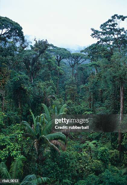 a south american rain forest in costa rica - plant condition stockfoto's en -beelden