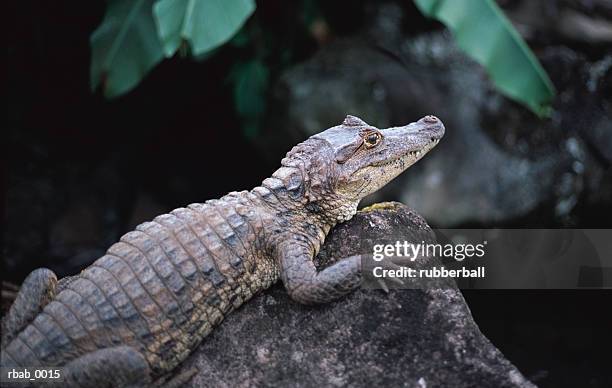 an alligator is resting on a rock in costa rica - costa stock-fotos und bilder