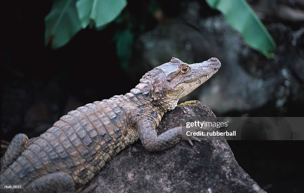 An alligator is resting on a rock in costa rica