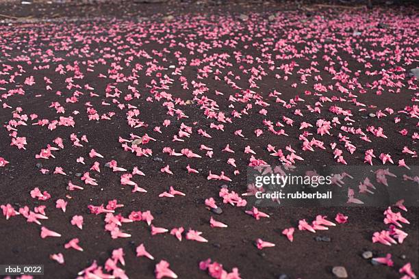 a stretch of shoreline is covered with fallen pink flowers in costa rica - costa stock pictures, royalty-free photos & images