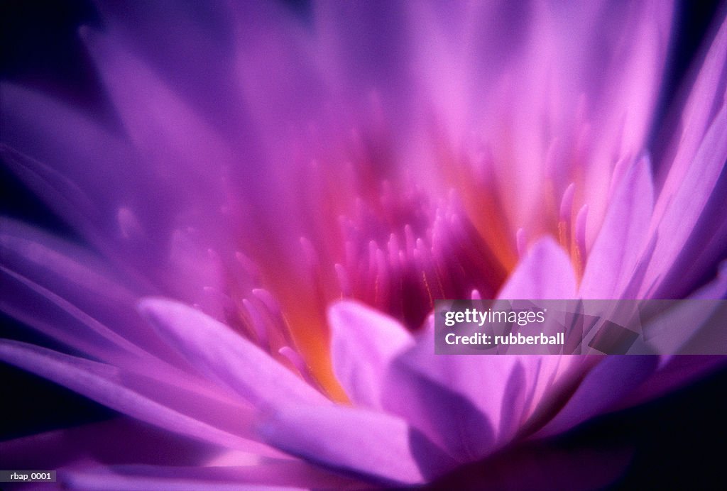 Detail of an open purple flower blossom