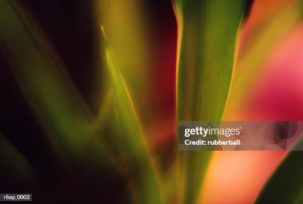 an abstract detail of a plant - plant condition stockfoto's en -beelden