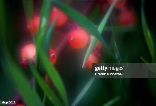 abstract detail of small flowers and grass - plant condition stockfoto's en -beelden