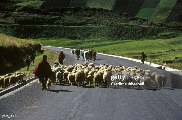 A Shepherd Rushing 98 Sheepherders Stock Photos, High-Res Pictures, and Images - Getty Images