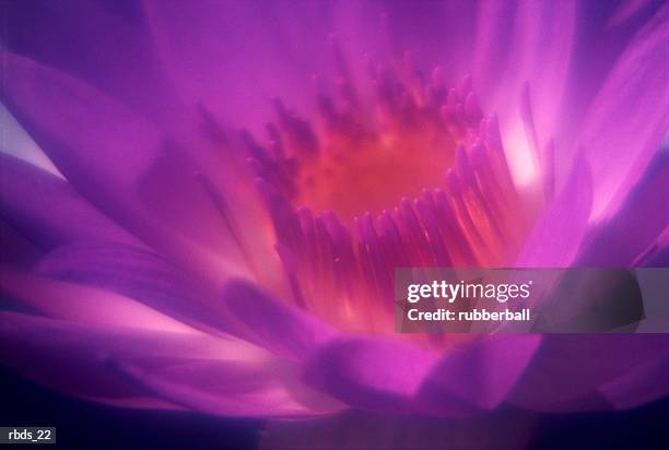 a close up of a purple flower - bril stock pictures, royalty-free photos & images