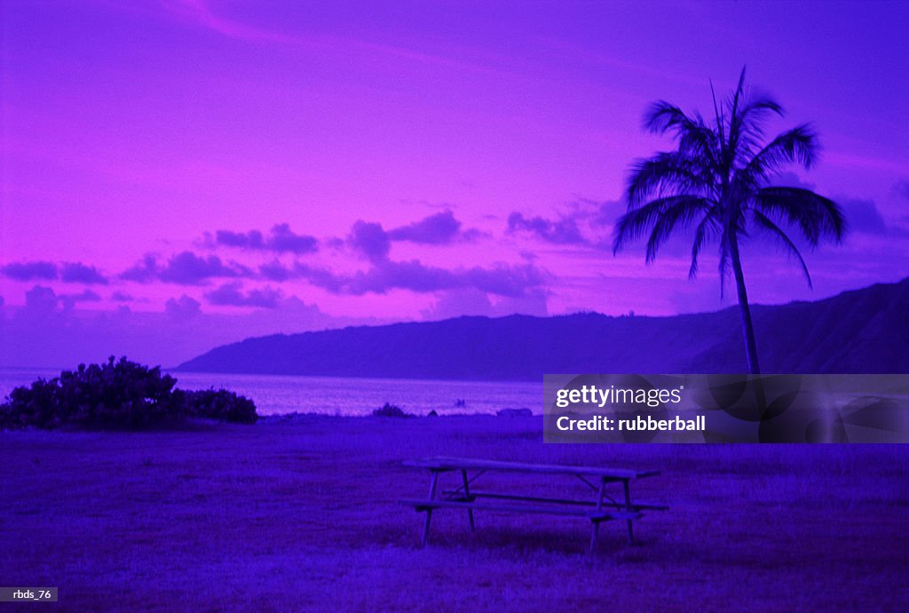 A bright fuscia and purple landscape with a palm tree mountains and beach