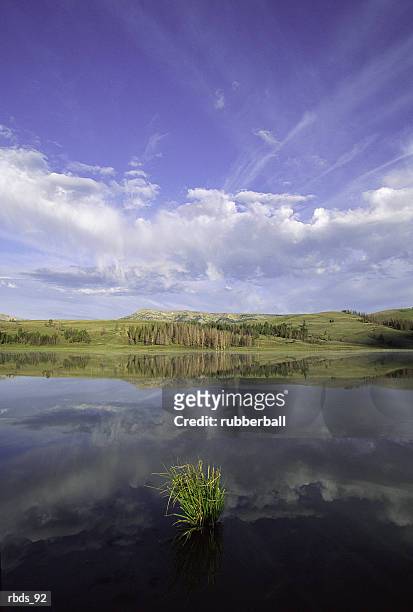 a green hillside reflects with a cloudy blue sky in a body of water - pinaceae stock pictures, royalty-free photos & images