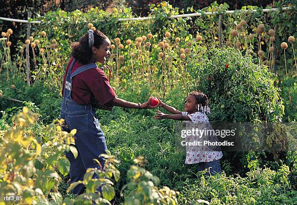 an african-american woman wearing a red-violet shirt and overalls hands a tomato to a young african-american girl wearing a white shirt as they stand in a green garden surrounded by plants - violet stock-fotos und bilder