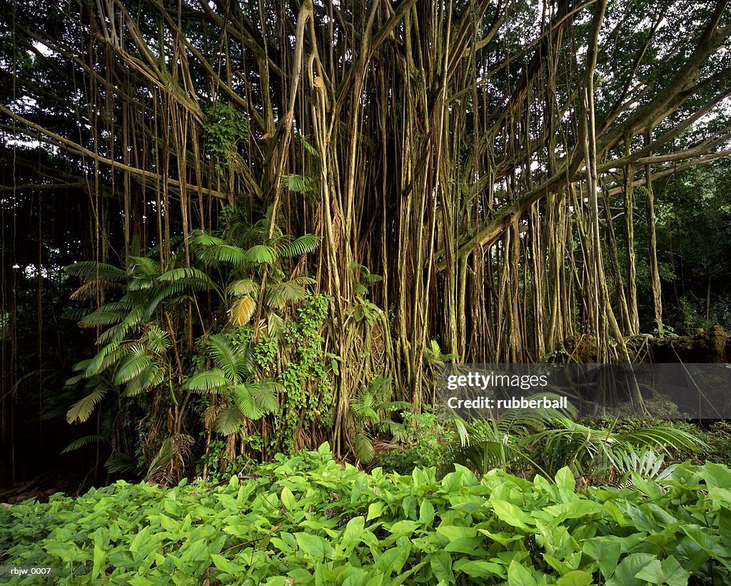 Lush underbrush of a green bamboo forest in asia