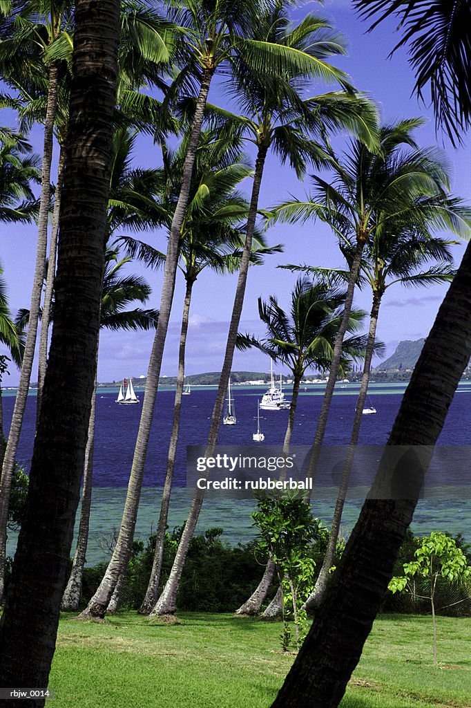 A vertical photograph of hawaiian palm trees near the ocean with boats in the background