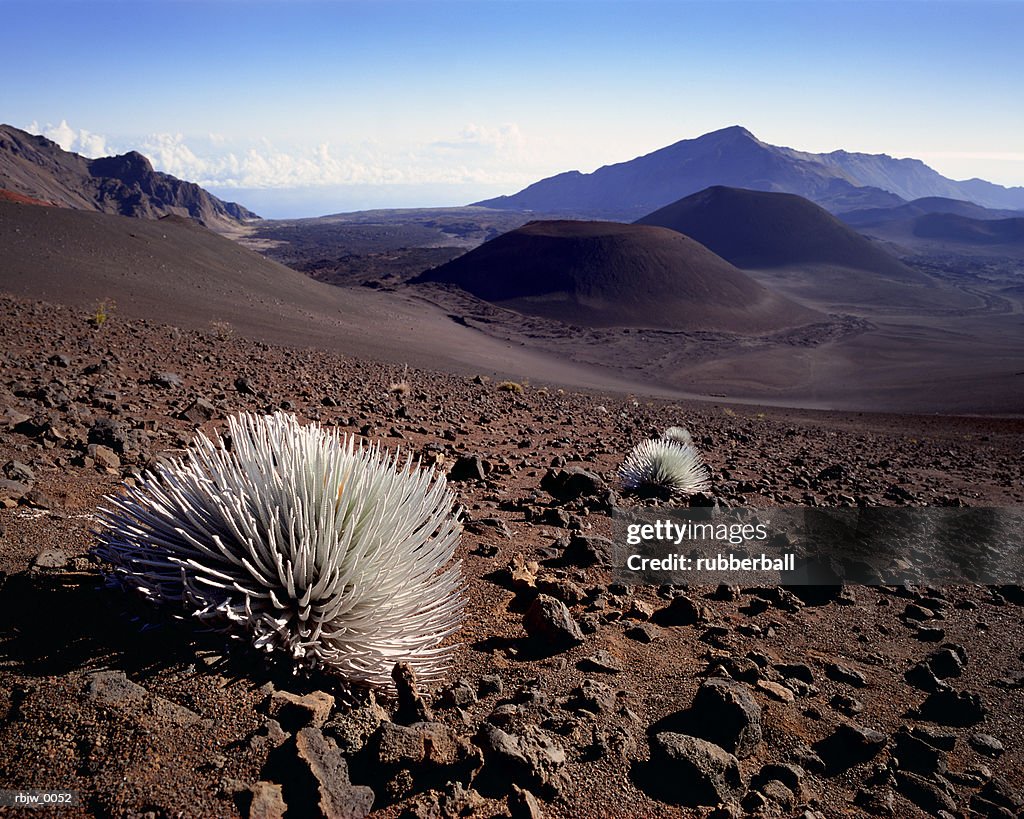 A vast desert wasteland with endless hills and a bush in the foreground