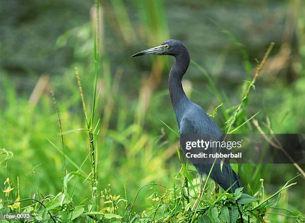 a great blue heron standing profile to the camera among the bright green vegetation of everglade national park in florida - green park stock pictures, royalty-free photos & images