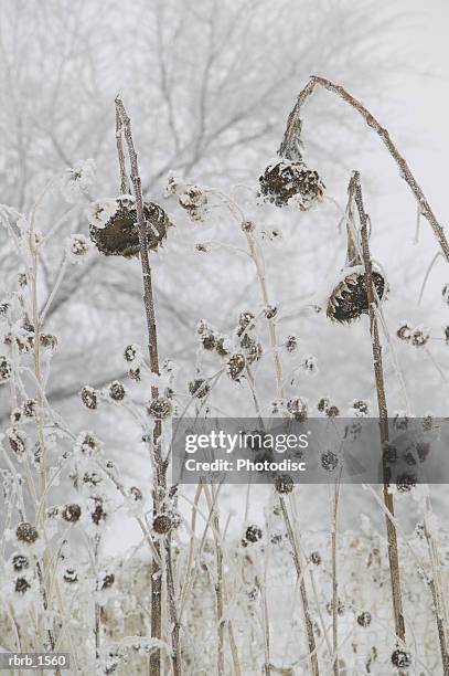 photograph of a number of flowers that have wilted due to cold and snow - 植物の状態 ストックフォトと画像