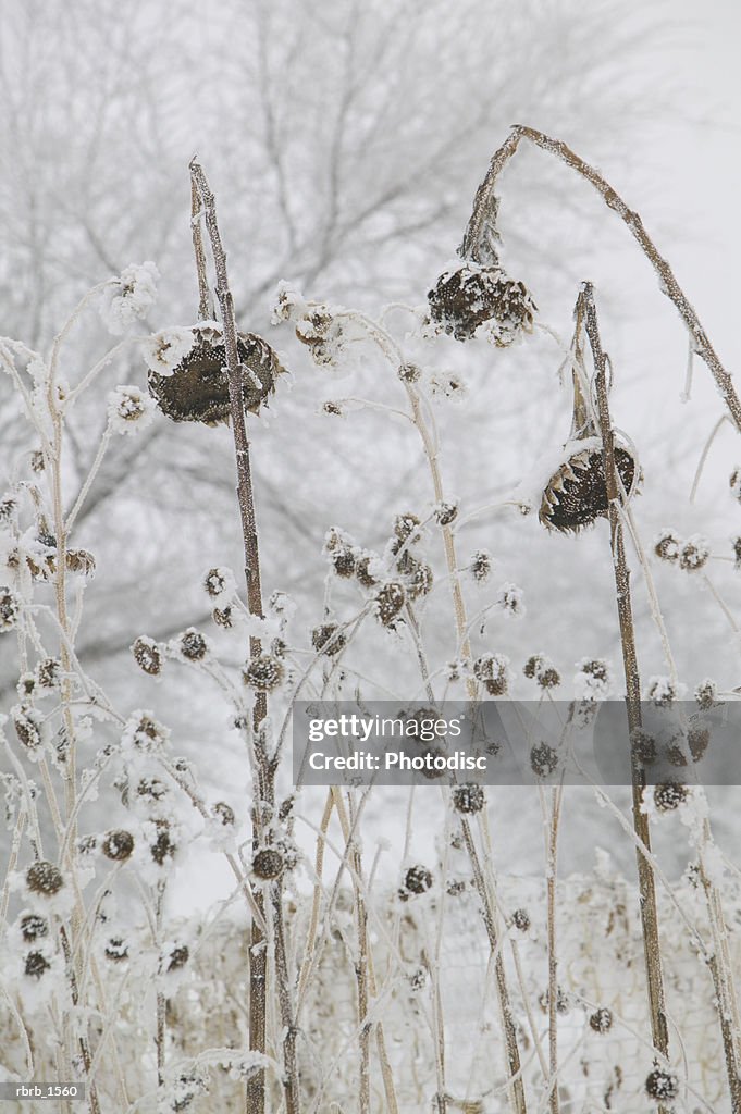 Photograph of a number of flowers that have wilted due to cold and snow