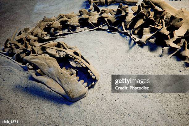 photograph of the fossil remains of a dinosaur skeleton - mesozoic era stock pictures, royalty-free photos & images