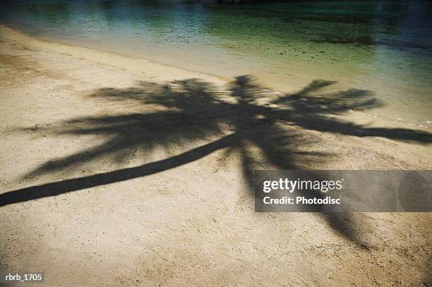 a shadow of a palm tree falls on the sandy beach in the tropics - the falls foto e immagini stock