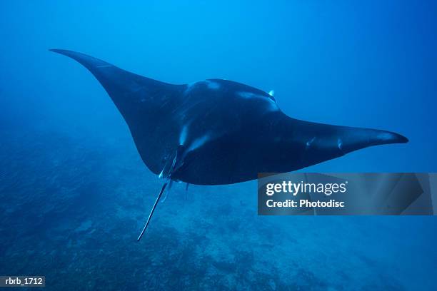 underwater photography of a stingray swimming through the water - elasmobranch stockfoto's en -beelden